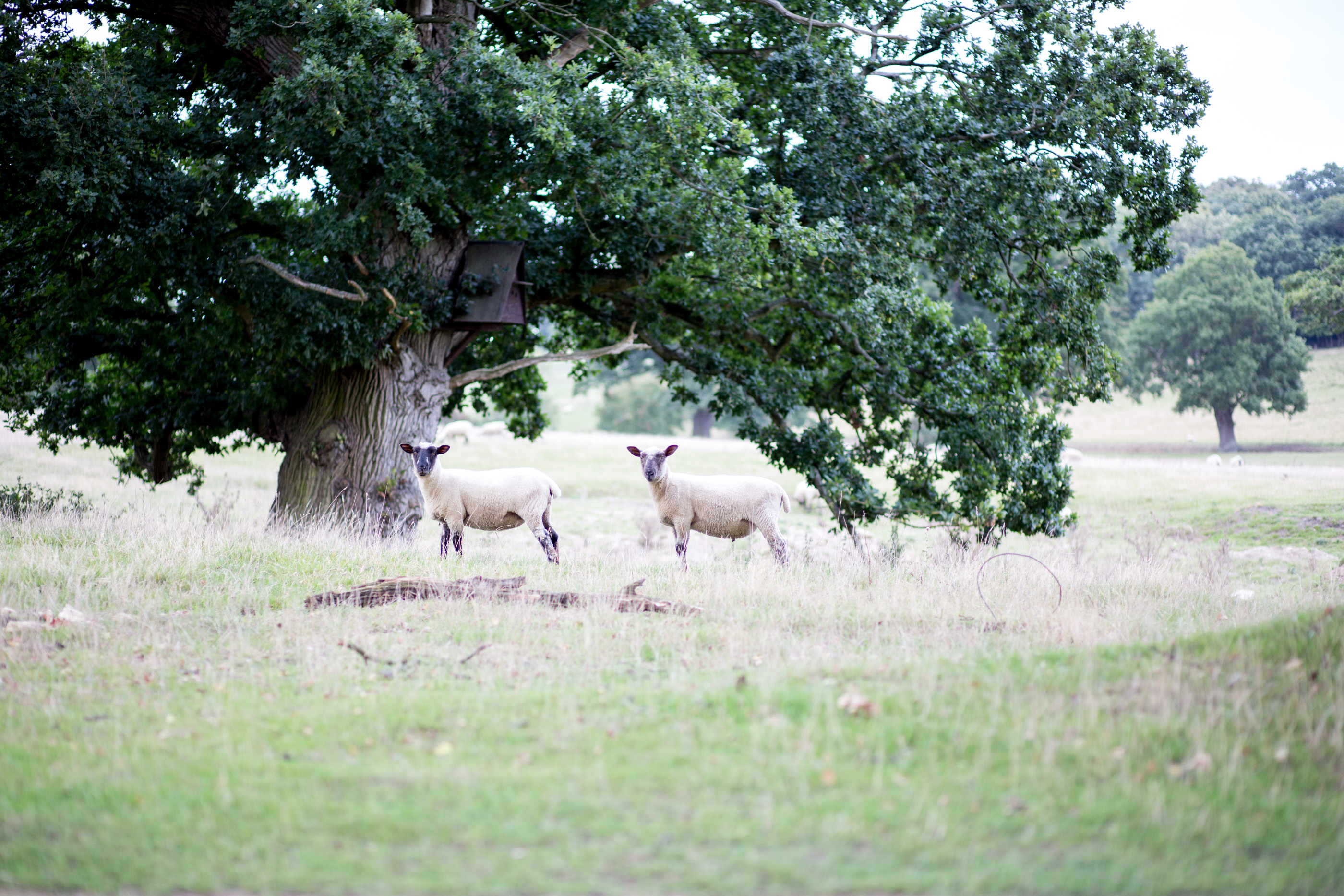 mediamarmalade_wilderness_reserve-176